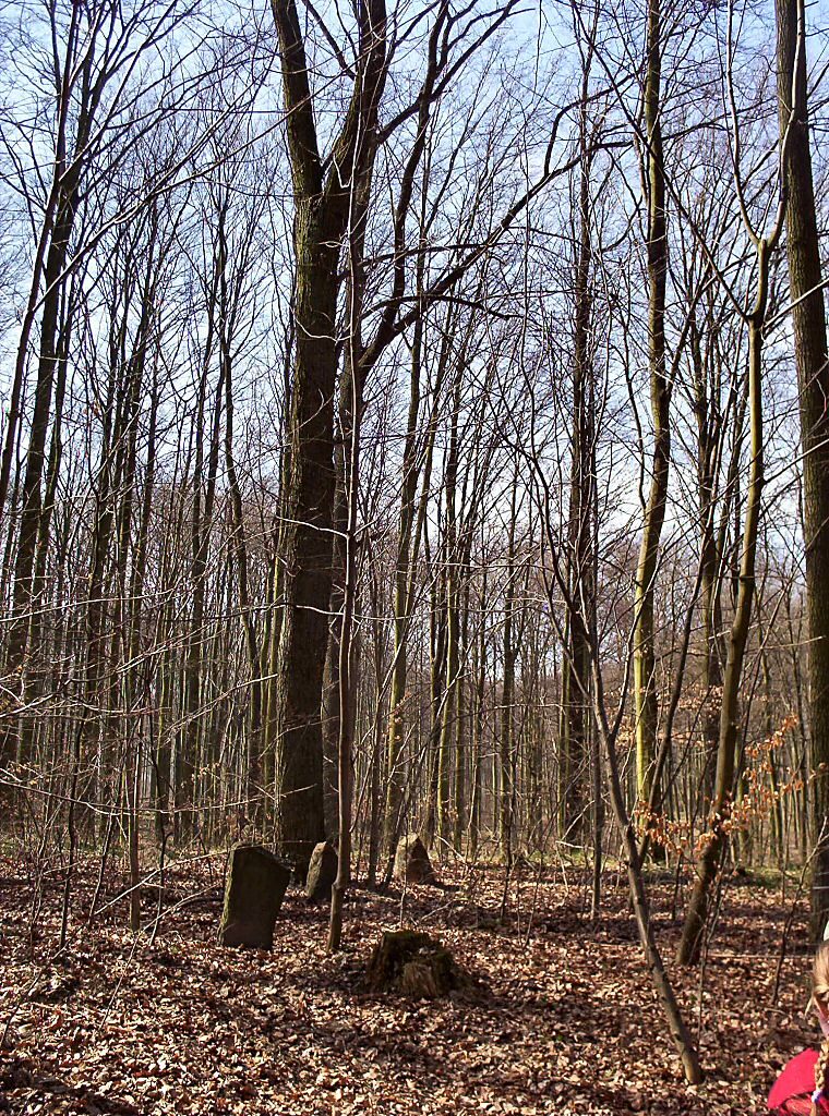 Puszcza Bukowa